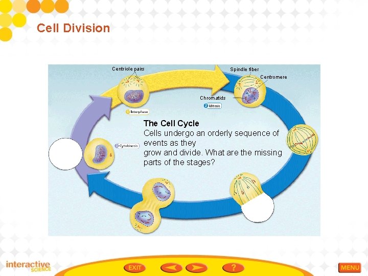 Cell Division Centriole pairs Spindle fiber Centromere Chromatids The Cell Cycle Cells undergo an