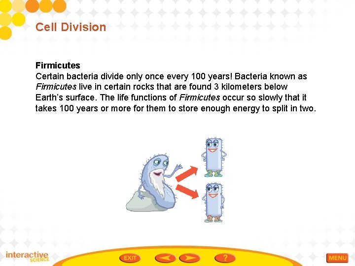 Cell Division Firmicutes Certain bacteria divide only once every 100 years! Bacteria known as