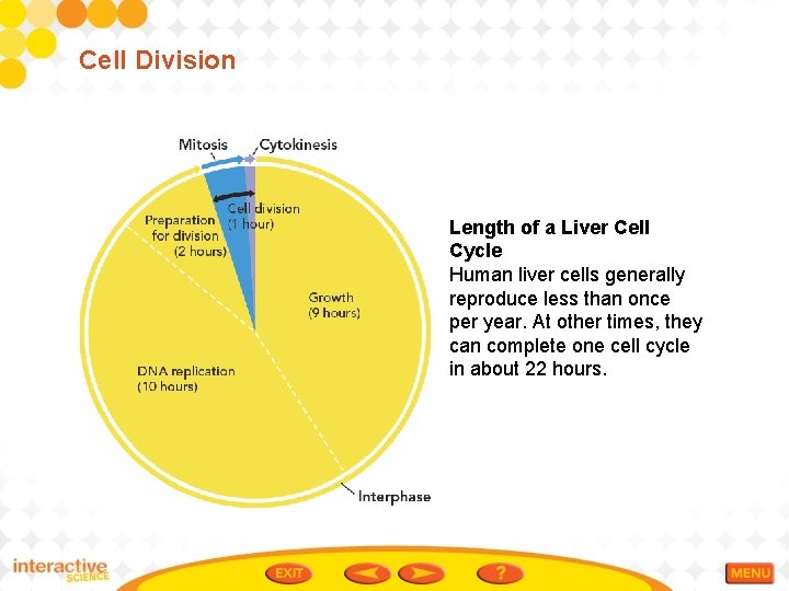 Cell Division Length of a Liver Cell Cycle Human liver cells generally reproduce less