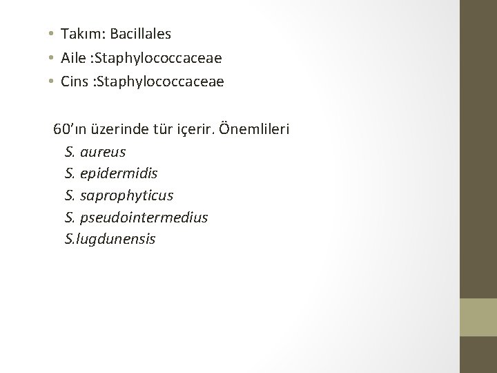  • Takım: Bacillales • Aile : Staphylococcaceae • Cins : Staphylococcaceae 60’ın üzerinde