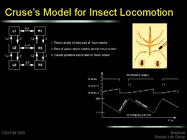 Cruse’s Model for Insect Locomotion CBA Fall 2002 Breazeal Robotic Life Group 