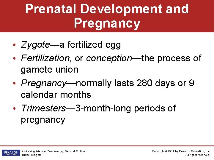 Prenatal Development and Pregnancy • Zygote—a fertilized egg • Fertilization, or conception—the process of