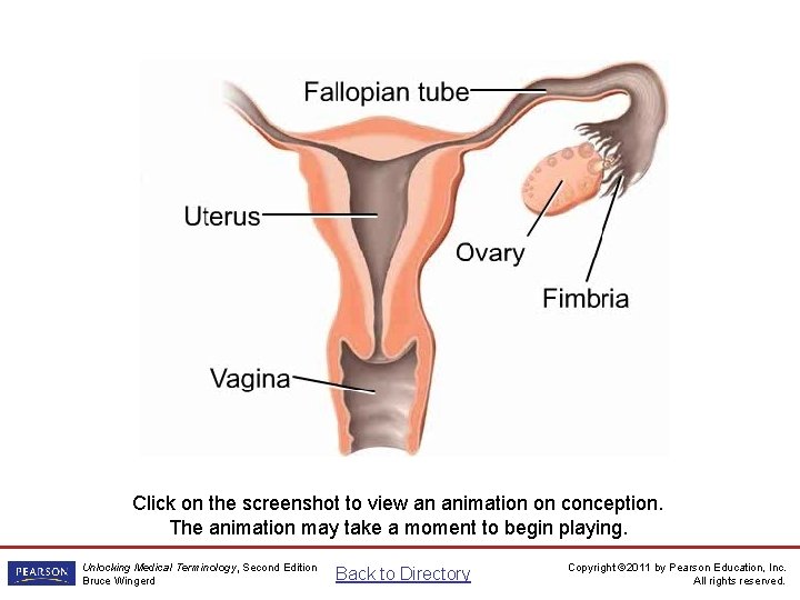 Conception Animation Click on the screenshot to view an animation on conception. The animation