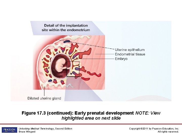 Figure 17. 3 (continued): Early prenatal development NOTE: View highlighted area on next slide