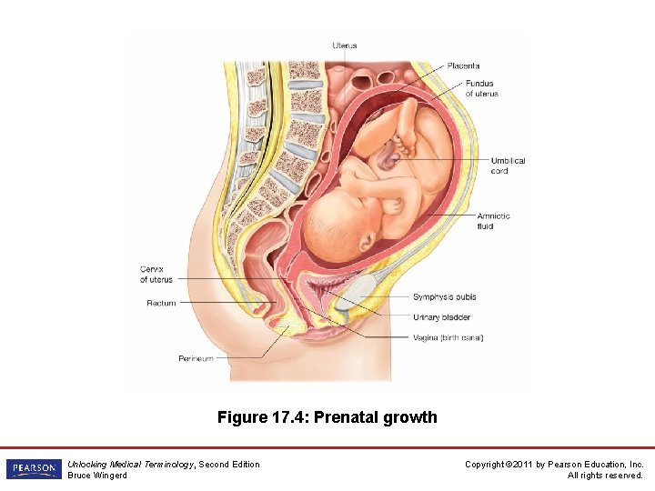 Figure 17. 4: Prenatal growth Unlocking Medical Terminology, Second Edition Bruce Wingerd Copyright ©