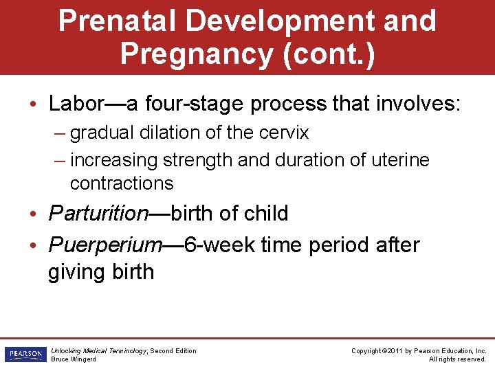 Prenatal Development and Pregnancy (cont. ) • Labor—a four-stage process that involves: – gradual