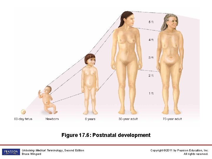 Figure 17. 6: Postnatal development Unlocking Medical Terminology, Second Edition Bruce Wingerd Copyright ©