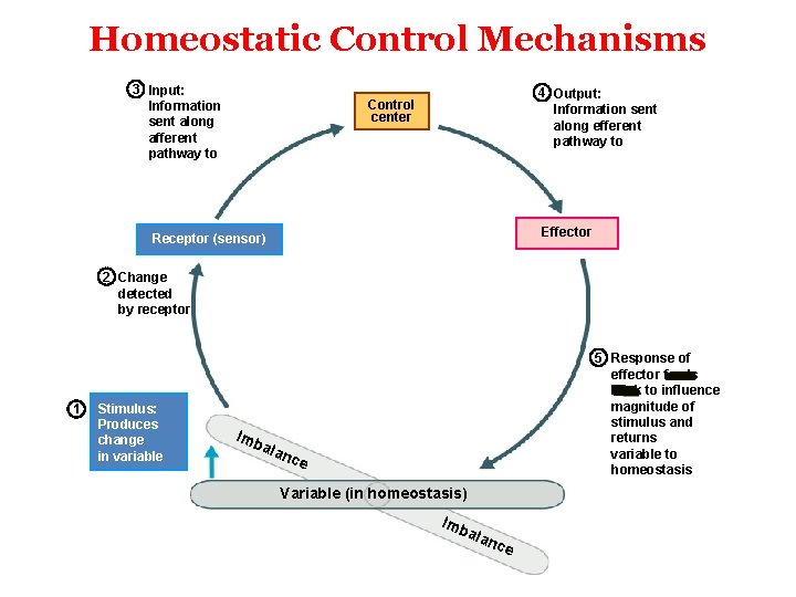 Homeostatic Control Mechanisms 3 Input: Information sent along afferent pathway to 4 Output: Information