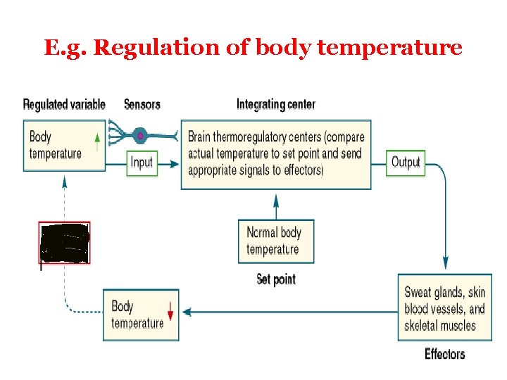 E. g. Regulation of body temperature 