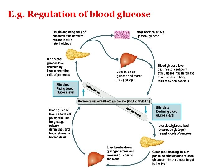 E. g. Regulation of blood glucose 