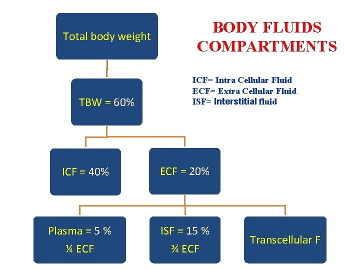 Total body weight TBW = 60% BODY FLUIDS COMPARTMENTS ICF= Intra Cellular Fluid ECF=