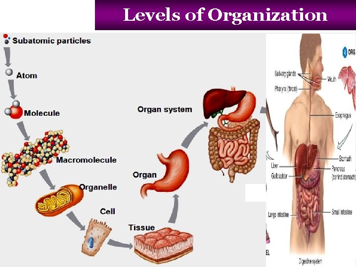 Levels of Organization 