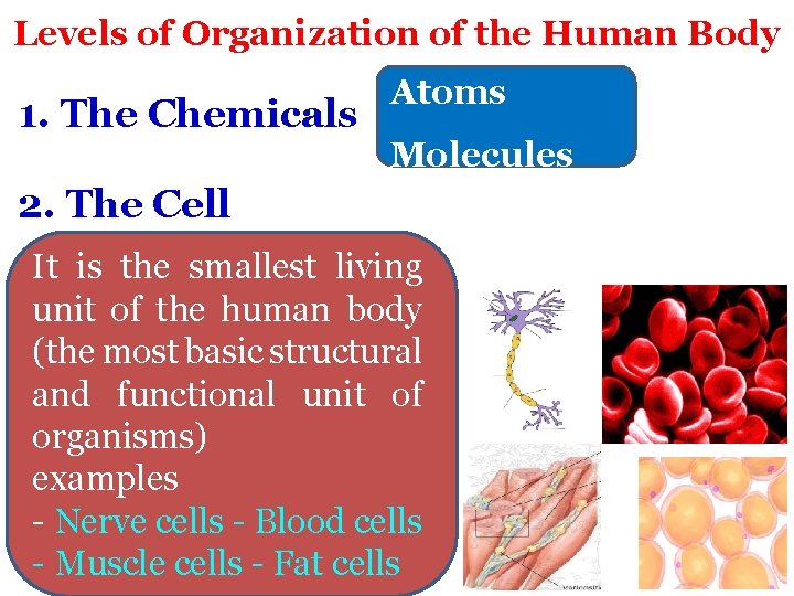 Levels of Organization of the Human Body 1. The Chemicals Atoms Molecules 2. The