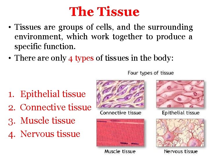 The Tissue • Tissues are groups of cells, and the surrounding environment, which work