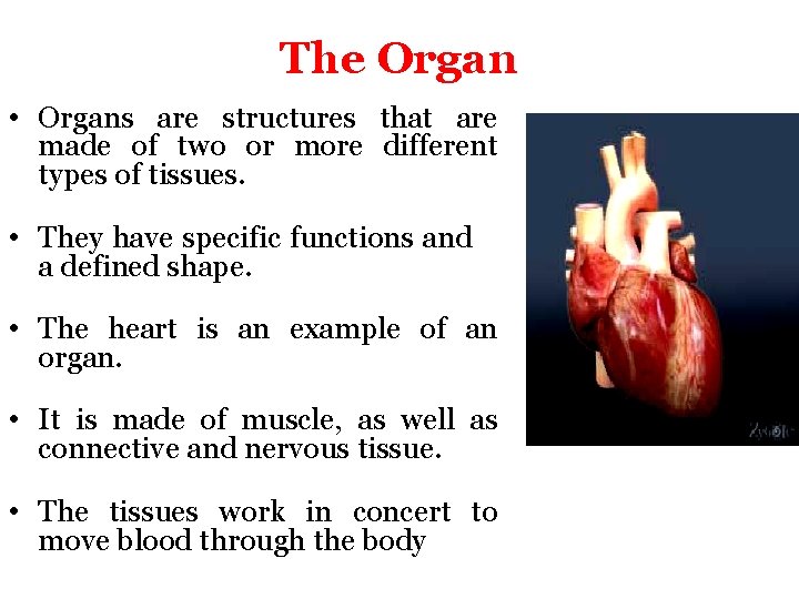 The Organ • Organs are structures that are made of two or more different