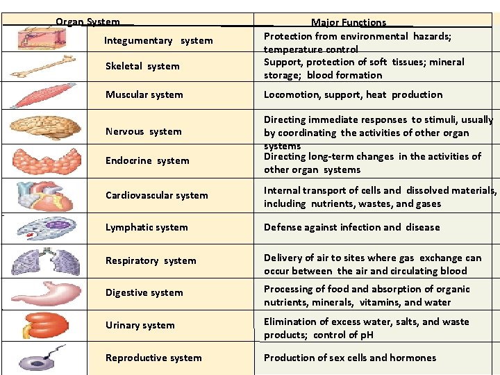 Organ System Integumentary system Skeletal system Muscular system Nervous system Endocrine system Major Functions
