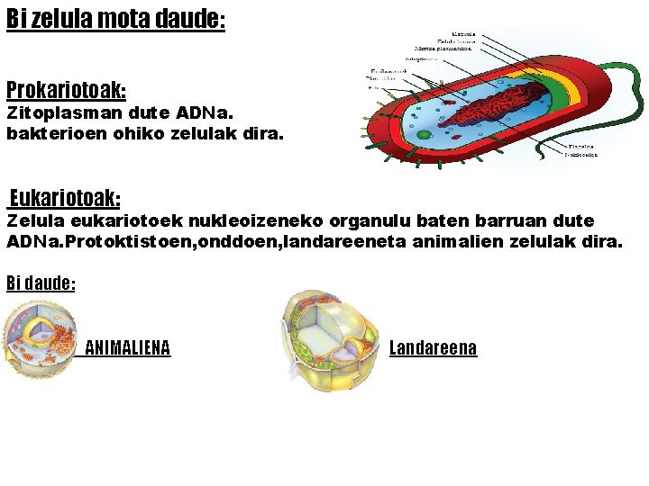 Bi zelula mota daude: Prokariotoak: Zitoplasman dute ADNa. bakterioen ohiko zelulak dira. Eukariotoak: Zelula