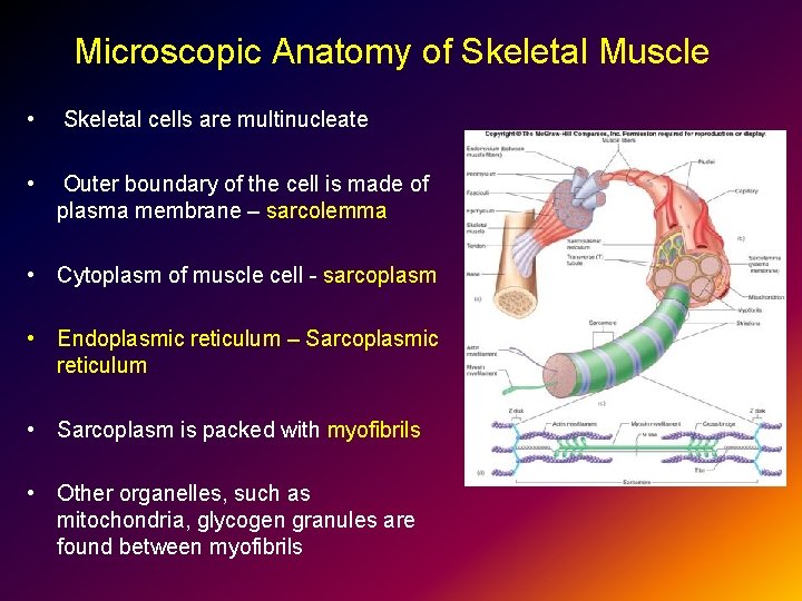 Microscopic Anatomy of Skeletal Muscle • Skeletal cells are multinucleate • Outer boundary of