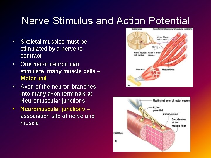 Nerve Stimulus and Action Potential • Skeletal muscles must be stimulated by a nerve