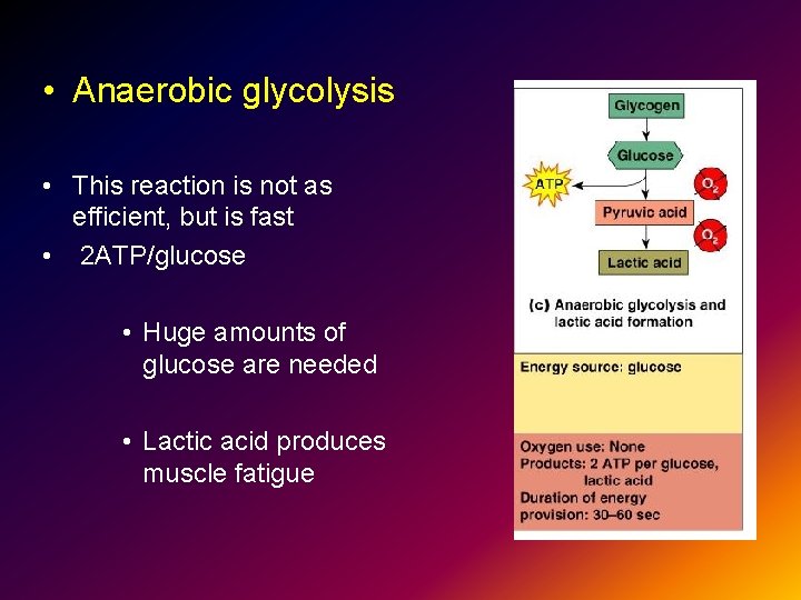  • Anaerobic glycolysis • This reaction is not as efficient, but is fast