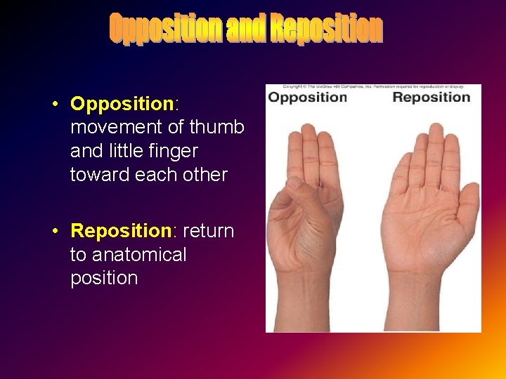  • Opposition: movement of thumb and little finger toward each other • Reposition: