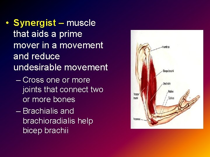  • Synergist – muscle that aids a prime mover in a movement and