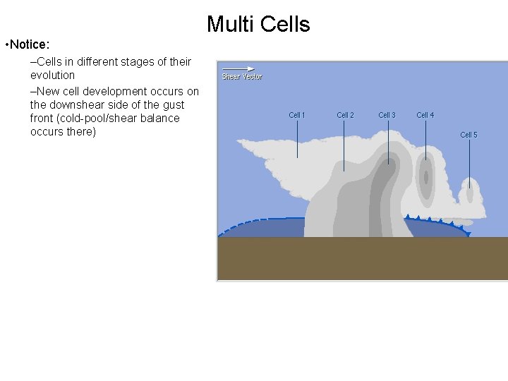 Multi Cells • Notice: –Cells in different stages of their evolution –New cell development