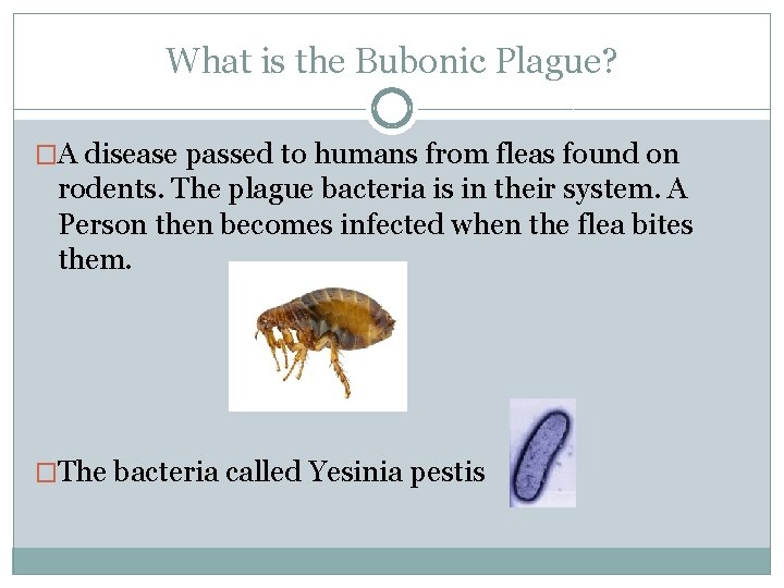 What is the Bubonic Plague? �A disease passed to humans from fleas found on