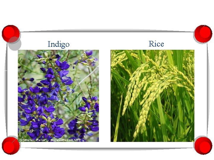Indigo Rice 