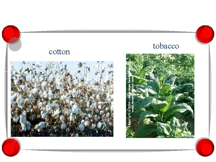 cotton tobacco 
