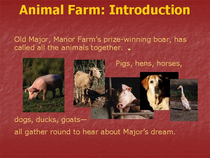 Animal Farm: Introduction Old Major, Manor Farm’s prize-winning boar, has called all the animals