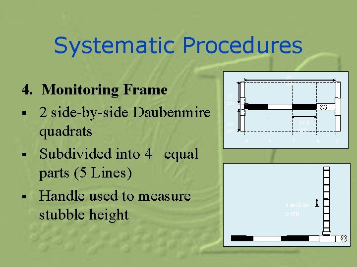 Systematic Procedures 4. Monitoring Frame § 2 side-by-side Daubenmire quadrats § Subdivided into 4