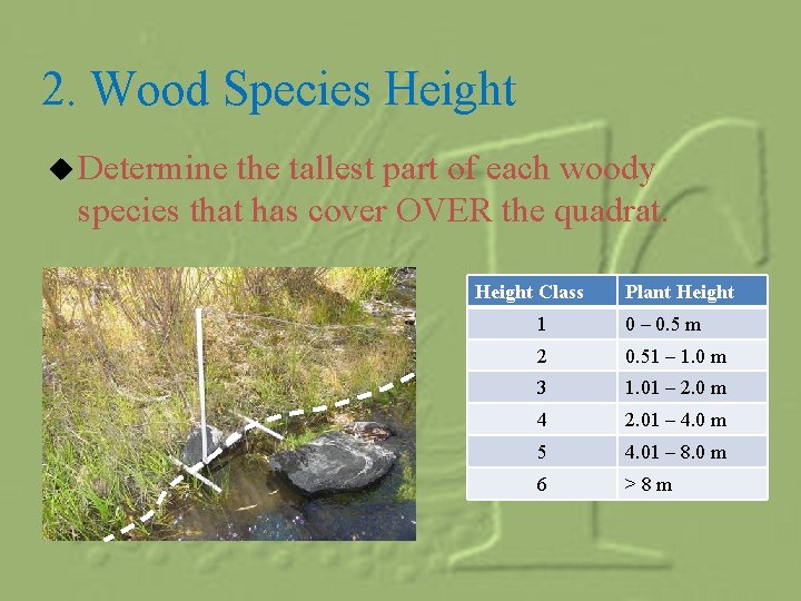 2. Wood Species Height u Determine the tallest part of each woody species that