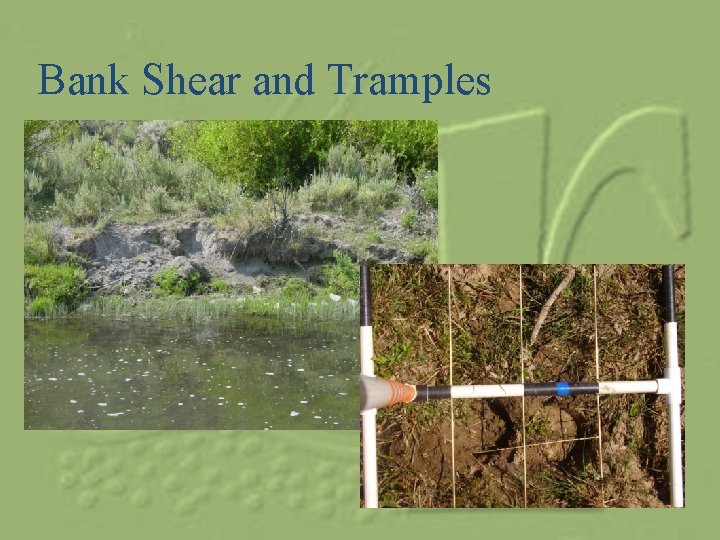 Bank Shear and Tramples 