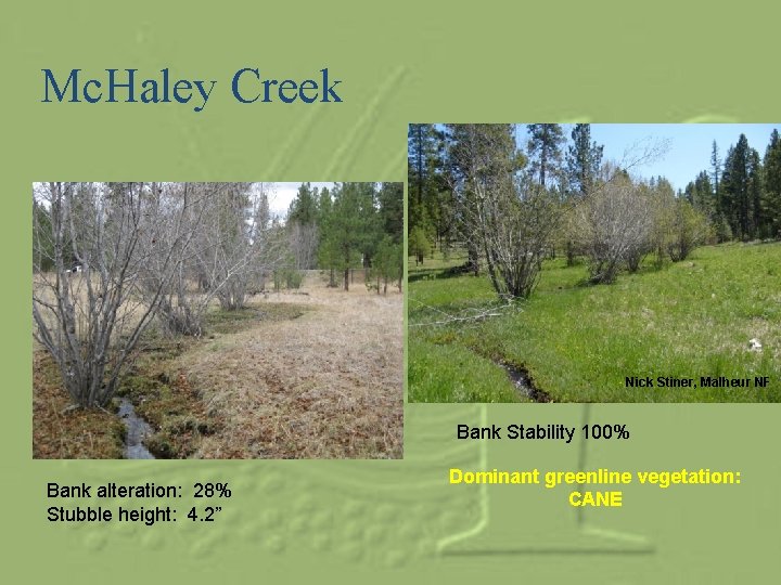 Mc. Haley Creek Nick Stiner, Malheur NF Bank Stability 100% Bank alteration: 28% Stubble