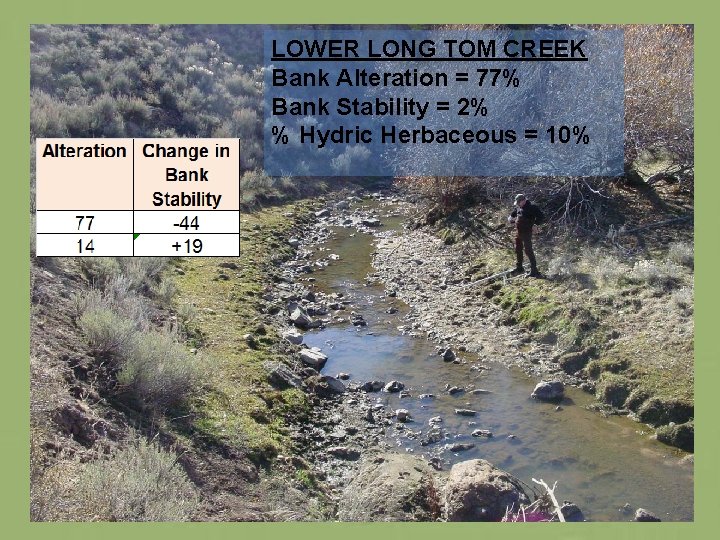 LOWER LONG TOM CREEK Bank Alteration = 77% Bank Stability = 2% % Hydric