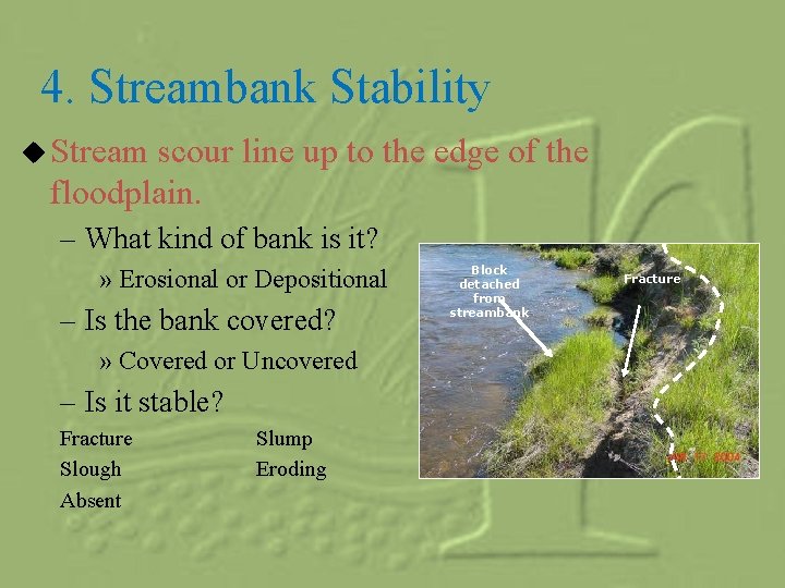 4. Streambank Stability u Stream scour line up to the edge of the floodplain.