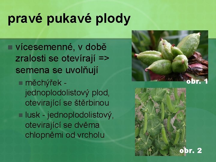 pravé pukavé plody n vícesemenné, v době zralosti se otevírají => semena se uvolňují