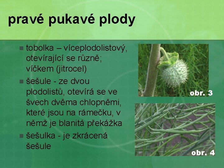 pravé pukavé plody tobolka – víceplodolistový, otevírající se různě; víčkem (jitrocel) n šešule -