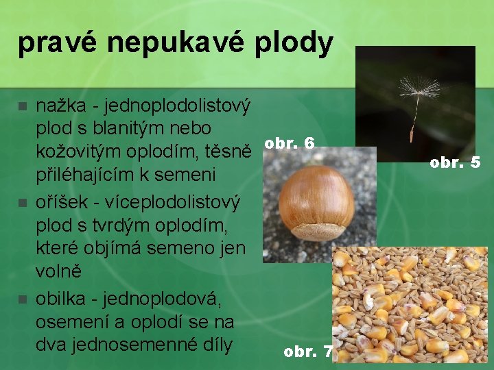 pravé nepukavé plody n nažka - jednoplodolistový plod s blanitým nebo kožovitým oplodím, těsně