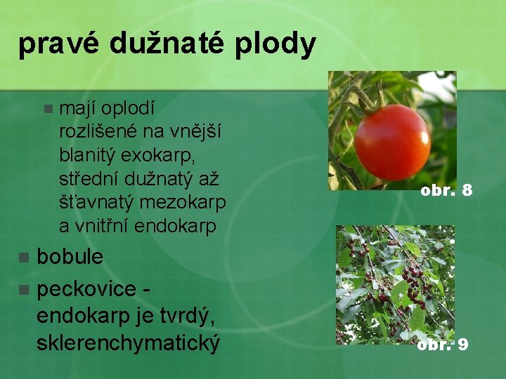 pravé dužnaté plody n mají oplodí rozlišené na vnější blanitý exokarp, střední dužnatý až