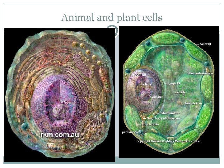 Animal and plant cells 