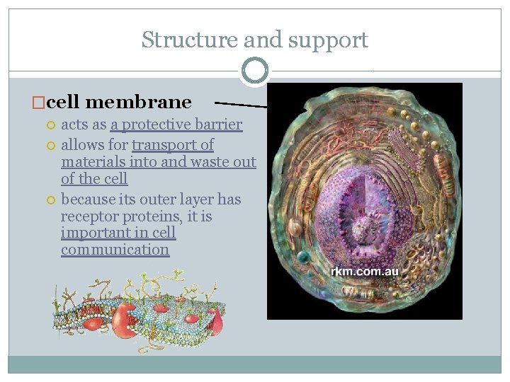 Structure and support �cell membrane acts as a protective barrier allows for transport of