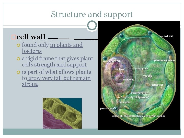 Structure and support �cell wall found only in plants and bacteria a rigid frame