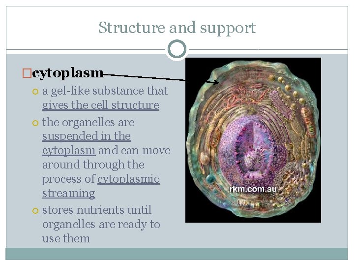 Structure and support �cytoplasm a gel-like substance that gives the cell structure the organelles