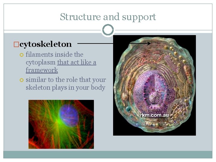 Structure and support �cytoskeleton filaments inside the cytoplasm that act like a framework similar