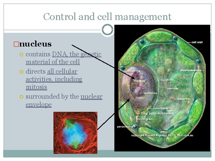 Control and cell management �nucleus contains DNA, the genetic material of the cell directs