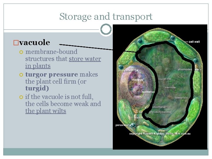 Storage and transport �vacuole membrane-bound structures that store water in plants turgor pressure makes