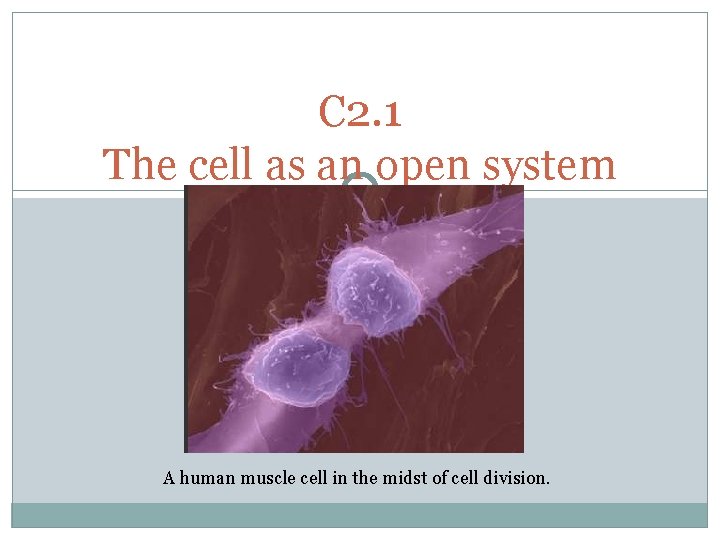 C 2. 1 The cell as an open system A human muscle cell in