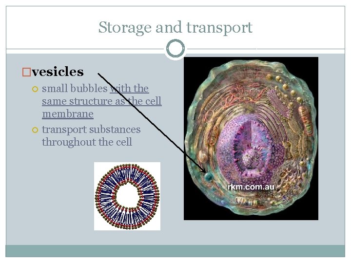 Storage and transport �vesicles small bubbles with the same structure as the cell membrane